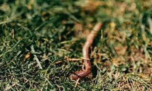 SCIENCE: आपके अंदर छिपे हो सकते हैं परजीवी कीड़े, असामान्य संकेतों को कैसे पहचानें