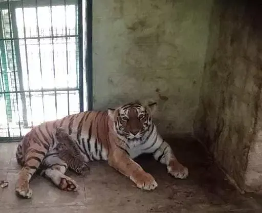 Karnataka: बन्नेरघट्टा जैविक उद्यान में छह बाघ शावकों का जन्म Karnataka: बन्नेरघट्टा जैविक उद्यान में छह बाघ शावकों का जन्म