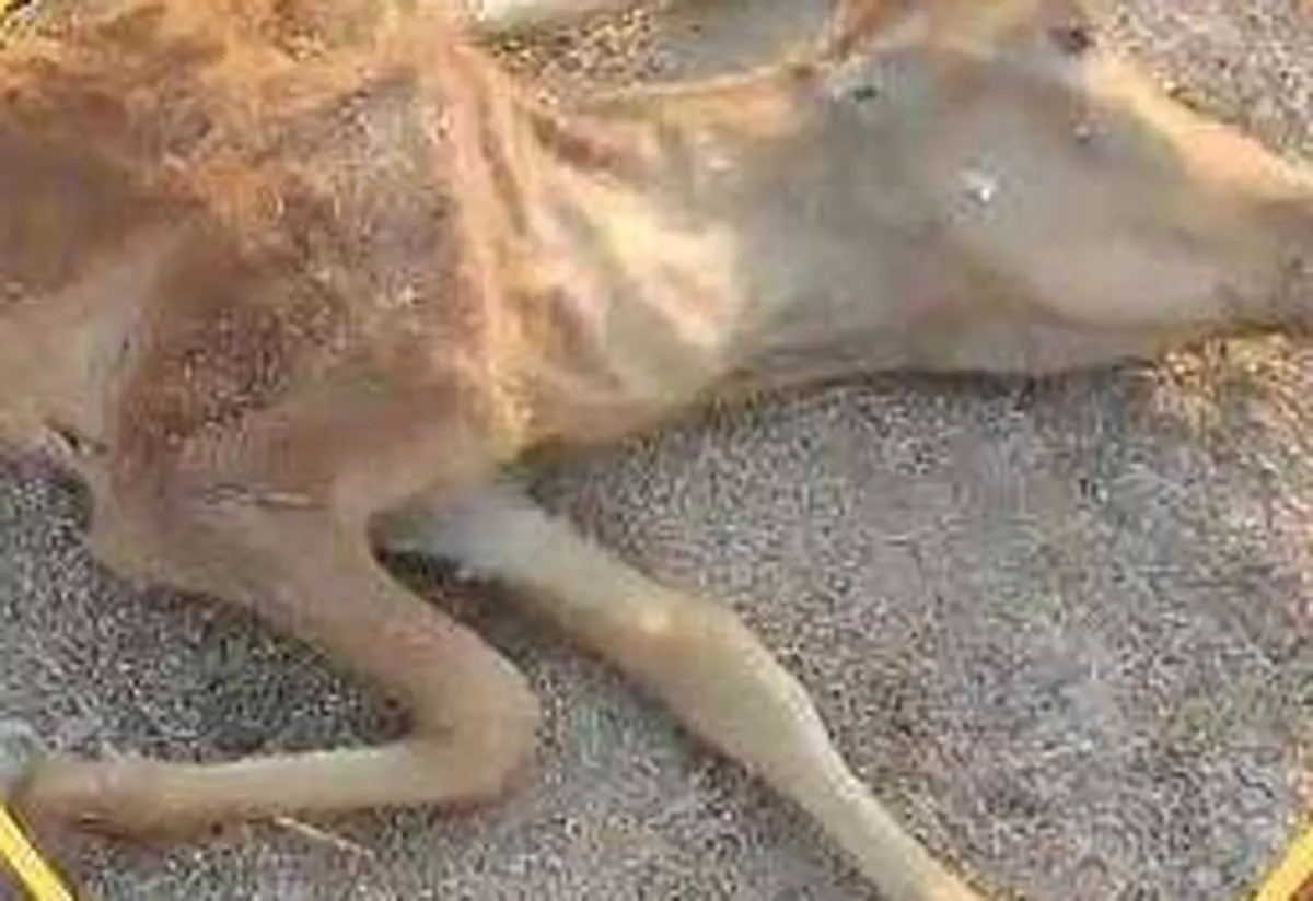 चारा के अभाव में 19 गायों की मौत, गौशाला के संचालक को मिली फटकार चारा के अभाव में 19 गायों की मौत, गौशाला के संचालक को मिली फटकार