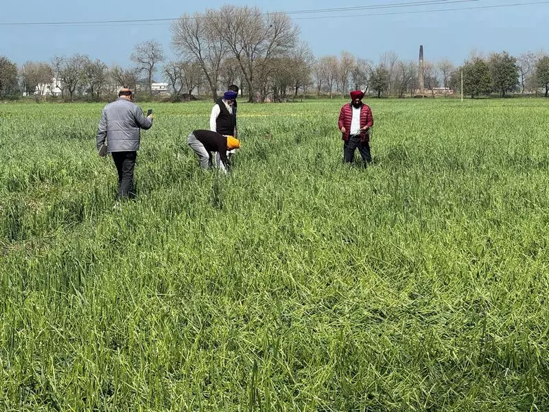 Punjab : कृषि क्षेत्र को विदेशी निवेशकों के लिए न खोलें एसकेएम Punjab : कृषि क्षेत्र को विदेशी निवेशकों के लिए न खोलें एसकेएम