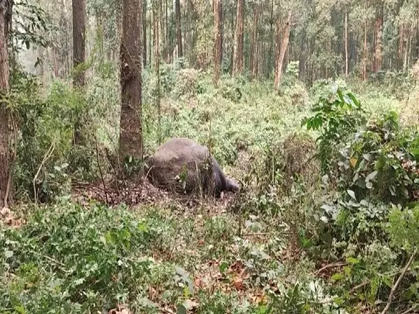 पश्चिम बंगाल: Bagdogra में वन अधिकारियों को मकना हाथी का शव मिला पश्चिम बंगाल: Bagdogra में वन अधिकारियों को मकना हाथी का शव मिला