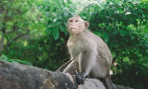 तेलंगाना में बंदरों से भागकर छात्र घायल