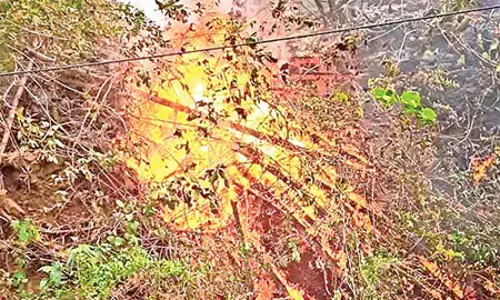Odisha: जंगल जल रहे वन विभाग की लापरवाही