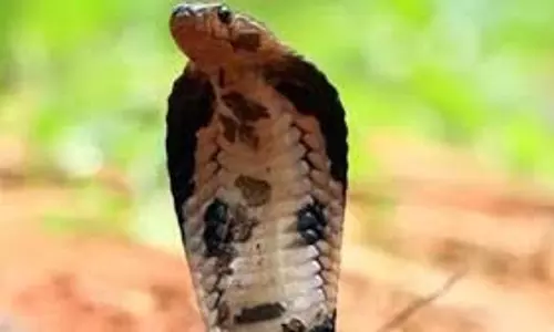 Science : सांप के जहर का टेस्ट कैसा होता है? मौत के मुंह से बाहर निकले इस शख्स ने किया खुलासा