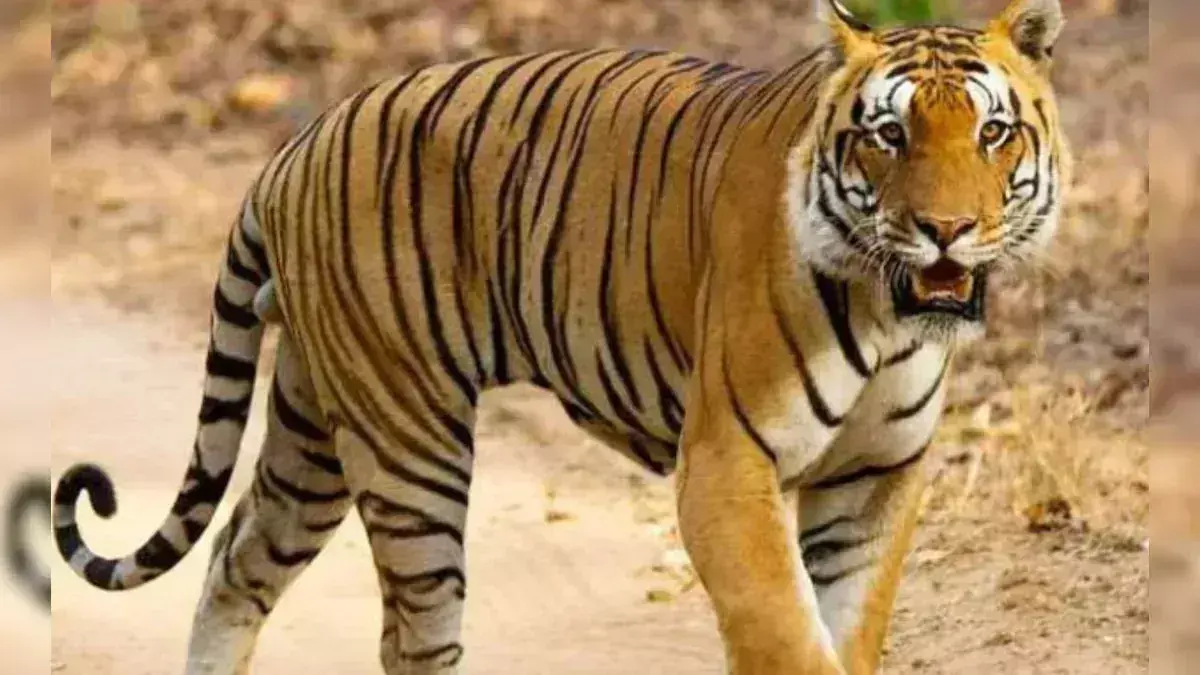Kotdwar: बाघ के हमले में महिला की मौत, गांव में दहशत का माहौल
