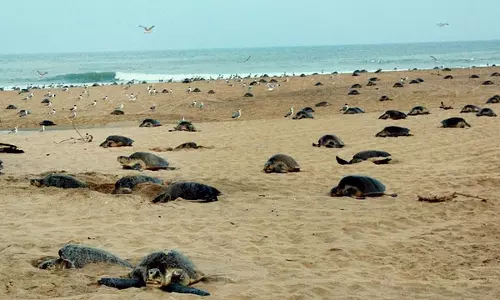 ओलिव रिडले कछुओं ने 33 साल बाद Odisha के एकाकुलानासी द्वीप पर अंडे दिए