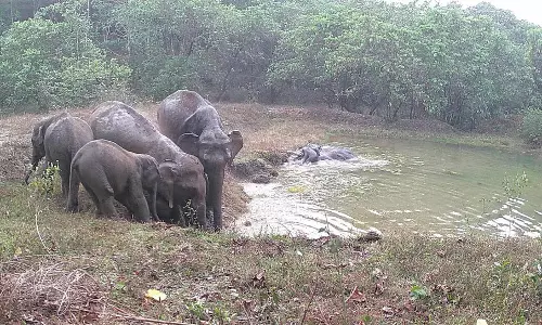 जंगली जानवर भी प्रभावित हो रहे हैं : संरक्षित वनों में नई झीलों और जल कुंडों का निर्माण जंगली जानवर भी प्रभावित हो रहे हैं : संरक्षित वनों में नई झीलों और जल कुंडों का निर्माण