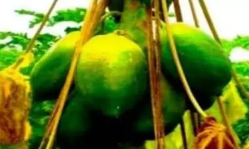पपीते के जूस में छिपा सेहत का राज, कई रोगों का है रामबाण इलाज पपीते के जूस में छिपा सेहत का राज, कई रोगों का है रामबाण इलाज