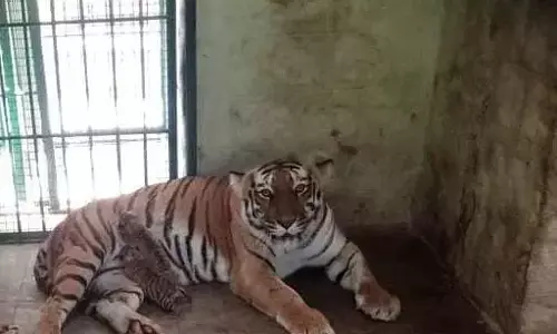 Karnataka: बन्नेरघट्टा जैविक उद्यान में छह बाघ शावकों का जन्म Karnataka: बन्नेरघट्टा जैविक उद्यान में छह बाघ शावकों का जन्म