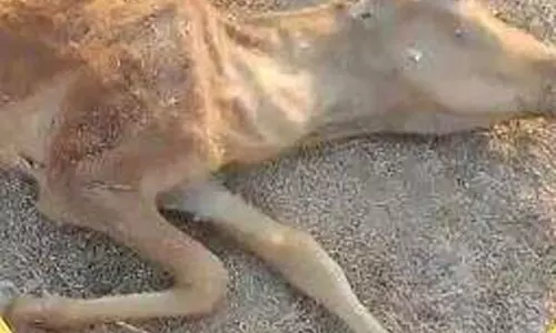 चारा के अभाव में 19 गायों की मौत, गौशाला के संचालक को मिली फटकार चारा के अभाव में 19 गायों की मौत, गौशाला के संचालक को मिली फटकार