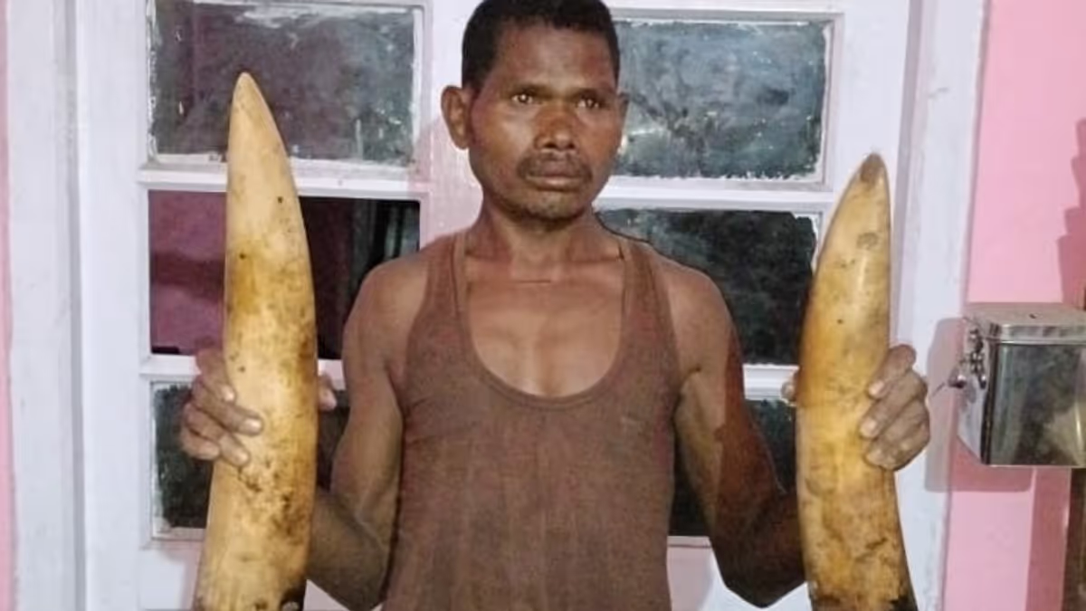 Assam वन विभाग ने बोरदुमसा में एक शिकारी को गिरफ्तार Assam वन विभाग ने बोरदुमसा में एक शिकारी को गिरफ्तार