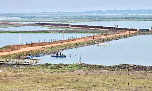 Kolleru Lake : कोलेरू अतिक्रमण पर वन विभाग का सर्वेक्षण शुरू Kolleru Lake : कोलेरू अतिक्रमण पर वन विभाग का सर्वेक्षण शुरू