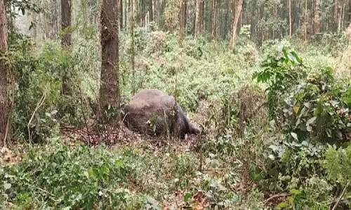 पश्चिम बंगाल: Bagdogra में वन अधिकारियों को मकना हाथी का शव मिला