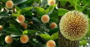 कदंब के फल में होते हैं औषधीय गुण; खून की कमी और डायबिटीज से लेकर कई बीमारियों में है फायदेमंद कदंब के फल में होते हैं औषधीय गुण; खून की कमी और डायबिटीज से लेकर कई बीमारियों में है फायदेमंद