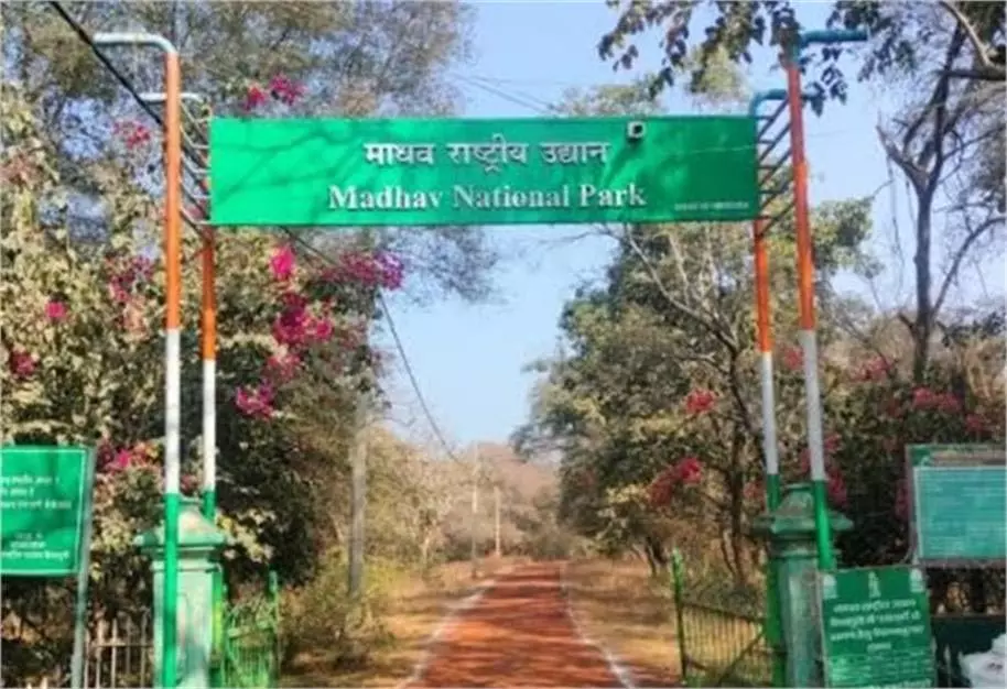 MP News: माधव राष्ट्रीय उद्यान बना देश का 58वां टाइगर रिजर्व, पीएम मोदी ने की तारीफ MP News: माधव राष्ट्रीय उद्यान बना देश का 58वां टाइगर रिजर्व, पीएम मोदी ने की तारीफ