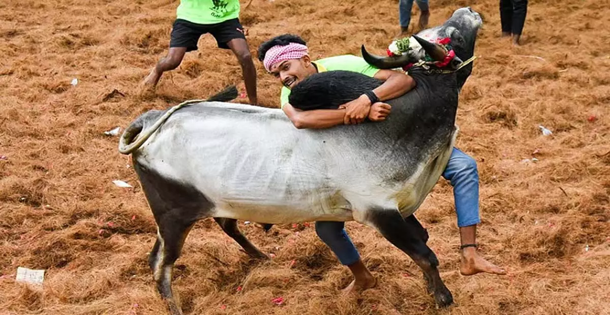 Tamil Nadu: सीएम स्टालिन के लिए आयोजित जल्लीकट्टू कार्यक्रम में 45 घायल Tamil Nadu: सीएम स्टालिन के लिए आयोजित जल्लीकट्टू कार्यक्रम में 45 घायल