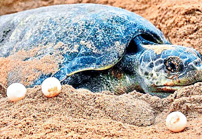 Odisha: कछुए पिछले कुछ वर्षों से केंद्रपाड़ा जिले के गहिरमत समुद्र तट पर अंडे दे रहे Odisha: कछुए पिछले कुछ वर्षों से केंद्रपाड़ा जिले के गहिरमत समुद्र तट पर अंडे दे रहे