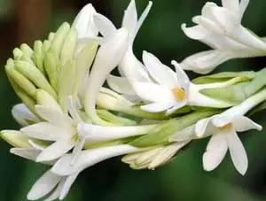 रजनीगंधा केवल आपके जीवन को नहीं महकाता, आपकी सेहत को चमकाता भी है, जानें इसके औषधीय गुण के बारे में रजनीगंधा केवल आपके जीवन को नहीं महकाता, आपकी सेहत को चमकाता भी है, जानें इसके औषधीय गुण के बारे में