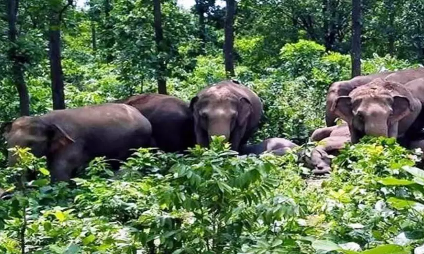 12 हाथी और पहुंचे, कटघोरा जंगल से सटे गांवों में अलर्ट 12 हाथी और पहुंचे, कटघोरा जंगल से सटे गांवों में अलर्ट
