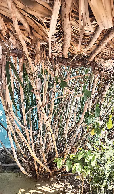 Andhra: लोग एक गन्ने के पौधे पर 59 फलियाँ देखकर आश्चर्यचकित Andhra: लोग एक गन्ने के पौधे पर 59 फलियाँ देखकर आश्चर्यचकित