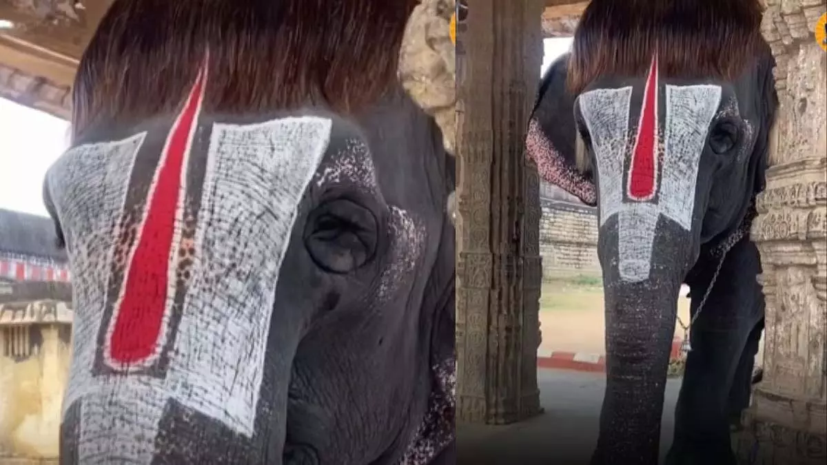 बॉब-कट वाला हाथी अपनी हेयरस्टाइल के लिए हुआ वायरल, देखें VIDEO बॉब-कट वाला हाथी अपनी हेयरस्टाइल के लिए हुआ वायरल, देखें VIDEO