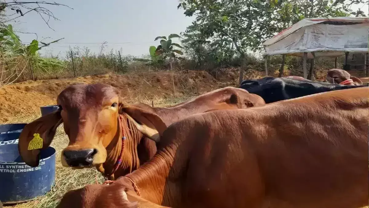 Alwar: बैलों से खेती करने पर प्रोत्साहन राशि एवं गोबर गैस प्लांट लगाने के लिए दिया जाएगा अनुदान Alwar: बैलों से खेती करने पर प्रोत्साहन राशि एवं गोबर गैस प्लांट लगाने के लिए दिया जाएगा अनुदान