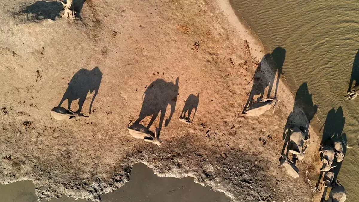 Science: क्या वास्तव में हाथियों के कब्रिस्तान मौजूद हैं? Science: क्या वास्तव में हाथियों के कब्रिस्तान मौजूद हैं?