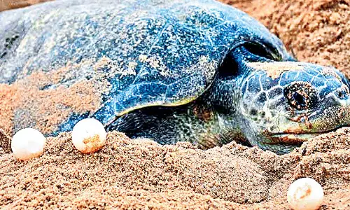 Odisha: कछुए पिछले कुछ वर्षों से केंद्रपाड़ा जिले के गहिरमत समुद्र तट पर अंडे दे रहे