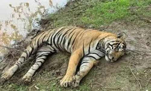 Jaipur: रणथंभौर नेशनल पार्क में बाघिन टी-125 के शावक की मौत