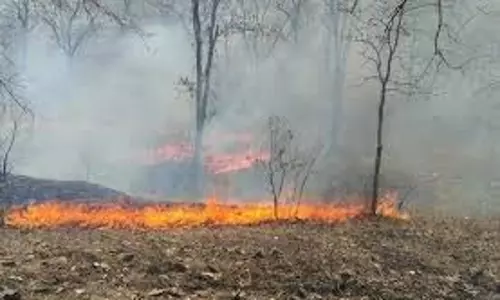 Rajasthan : भीषण आग, 300 बीघा जंगल जलकर राख
