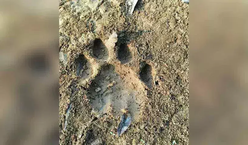 पेड्डापल्ली के पास मंथनी जंगल में बाघ दिखने से वन अधिकारी सतर्क पेड्डापल्ली के पास मंथनी जंगल में बाघ दिखने से वन अधिकारी सतर्क