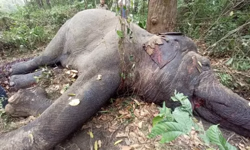 Sikkim :  बागडोगरा के जंगल में टस्कर से लड़ाई के बाद मखना हाथी की मौत