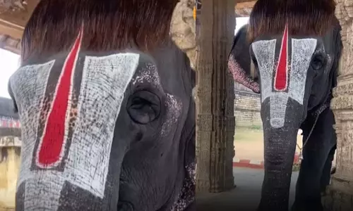 बॉब-कट वाला हाथी अपनी हेयरस्टाइल के लिए हुआ वायरल, देखें VIDEO