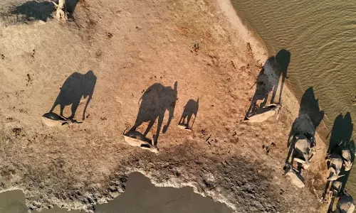 Science: क्या वास्तव में हाथियों के कब्रिस्तान मौजूद हैं? Science: क्या वास्तव में हाथियों के कब्रिस्तान मौजूद हैं?