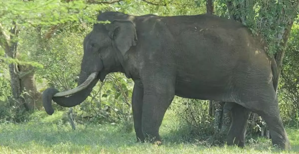 Tamil Nadu: हाथियों द्वारा क्षतिग्रस्त पीडीएस दुकान बनी शराबियों का अड्डा Tamil Nadu: हाथियों द्वारा क्षतिग्रस्त पीडीएस दुकान बनी शराबियों का अड्डा