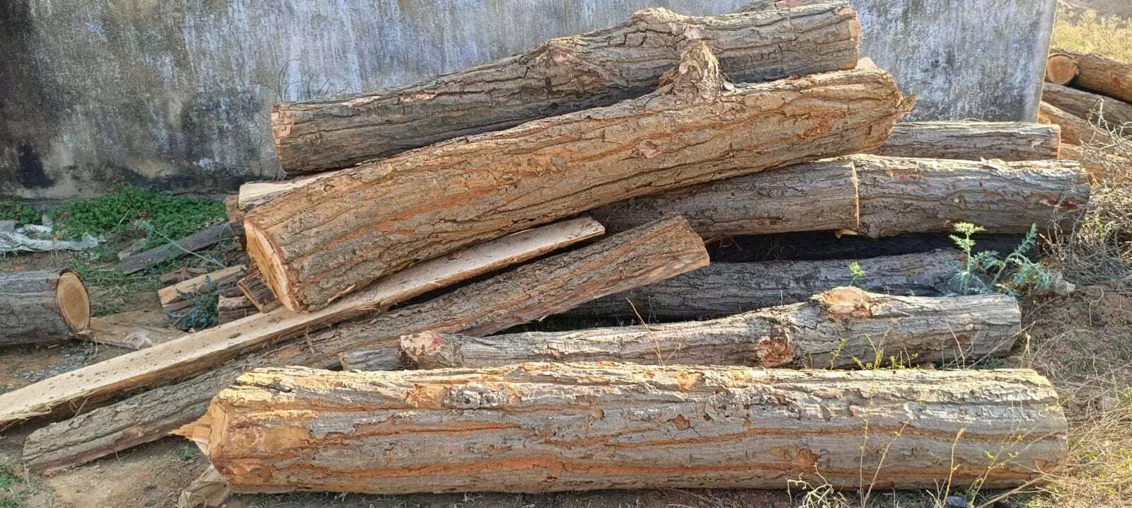 Latehar: वन विभाग ने मारा छापा, 35 सखुआ का बोटा जब्त Latehar: वन विभाग ने मारा छापा, 35 सखुआ का बोटा जब्त