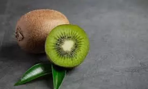 Kiwi Benefits: कीवी गर्मियों में ताजगी देता है और शरीर के लिए फायदेमंद है Kiwi Benefits: कीवी गर्मियों में ताजगी देता है और शरीर के लिए फायदेमंद है