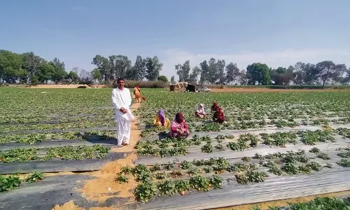 Haryana : सिरसा स्ट्रॉबेरी की खेती ने किसानों की जिंदगी बदल दी