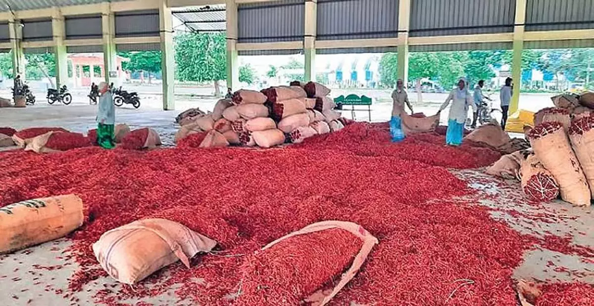 Karnataka: कर्नाटक के लाल मिर्च किसानों की सहायता करें: सीएम सिद्धारमैया Karnataka: कर्नाटक के लाल मिर्च किसानों की सहायता करें: सीएम सिद्धारमैया