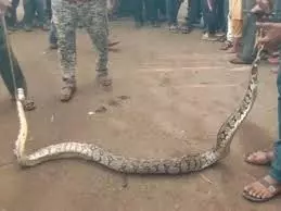 Bihar : मुख्य सड़क पर पहुंचा 8 फीट लंबा अजगर, मची भगदड़ Bihar : मुख्य सड़क पर पहुंचा 8 फीट लंबा अजगर, मची भगदड़