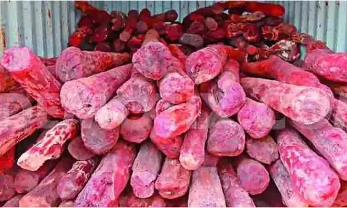 Bhakrapet के जंगल में 40 लाख रुपये मूल्य की लाल चंदन की लकड़ी जब्त की Bhakrapet के जंगल में 40 लाख रुपये मूल्य की लाल चंदन की लकड़ी जब्त की