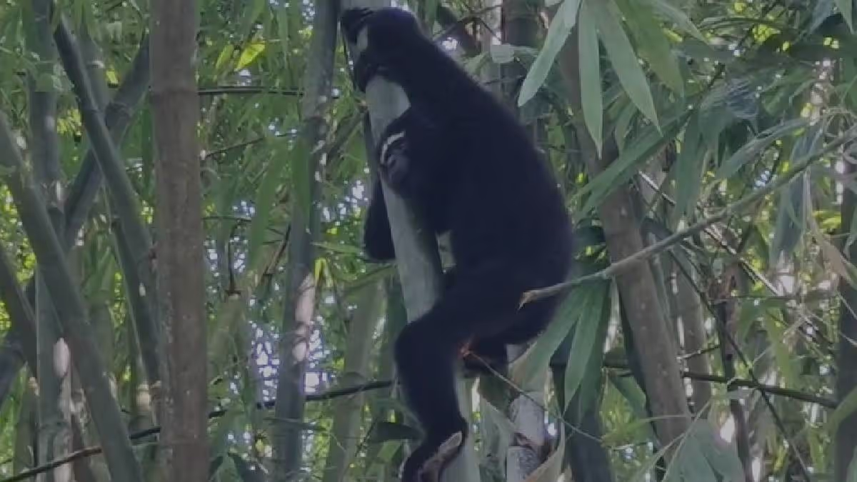 Tinsukia के बरेकुरी गांव को हूलॉक गिबन्स के संरक्षण के लिए