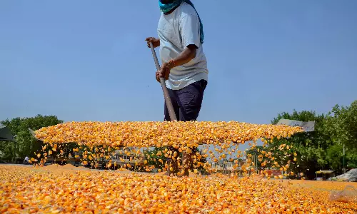 GM मक्का की खेती के मुलुगु में बढ़ी चिंताएं पैदा की