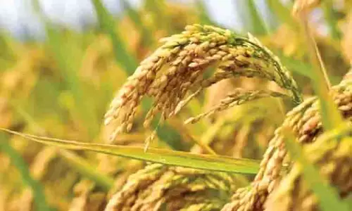 खाद्य सुरक्षा और भूजल के लिए मौजूदा धान के खेतों को संरक्षित करना आवश्यक: Kerala govt खाद्य सुरक्षा और भूजल के लिए मौजूदा धान के खेतों को संरक्षित करना आवश्यक: Kerala govt