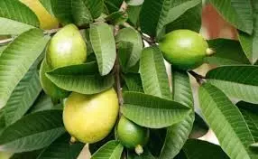 Guava Leaves Benefits: हफ्ते में 3 बार चबाएं ये खास पत्ता मिलेंगे कमाल के फायदे Guava Leaves Benefits: हफ्ते में 3 बार चबाएं ये खास पत्ता मिलेंगे कमाल के फायदे