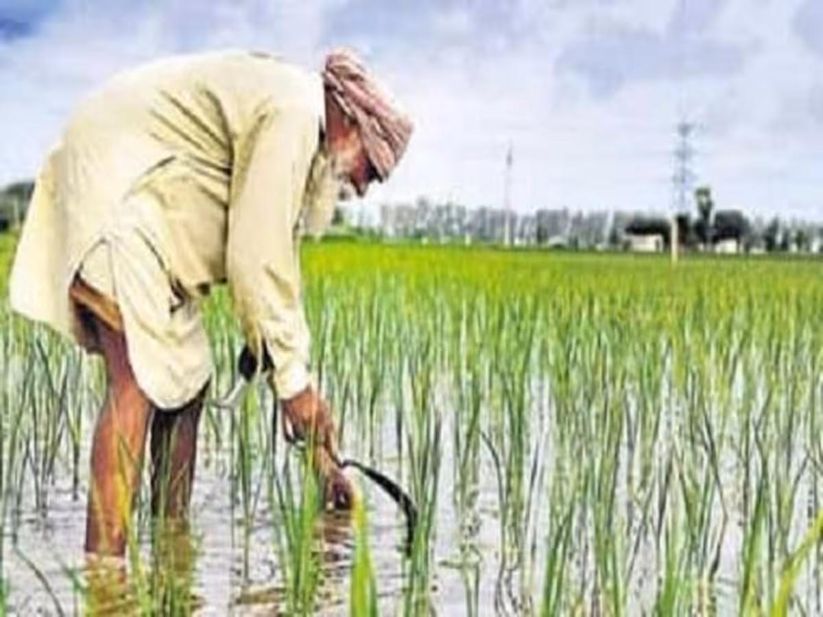 Jaipur: किसानों को राहत देने के लिए मुख्यमंत्री की महत्वपूर्ण घोषणा Jaipur: किसानों को राहत देने के लिए मुख्यमंत्री की महत्वपूर्ण घोषणा