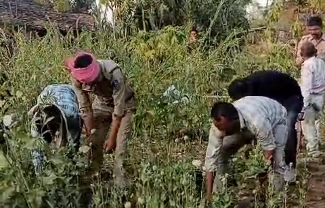 MP News: अफीम की खेती, पुलिस ने किसान को किया गिरफ्तार MP News: अफीम की खेती, पुलिस ने किसान को किया गिरफ्तार