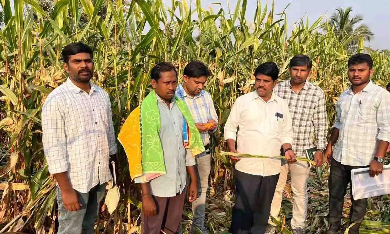 Telangana: अधिकारी मक्का की फसल, जांच जीएम बीज शुल्क का निरीक्षण Telangana: अधिकारी मक्का की फसल, जांच जीएम बीज शुल्क का निरीक्षण