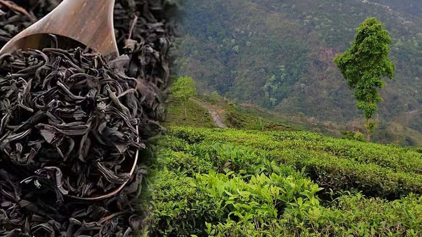 भारत का चाय निर्यात 10 साल के उच्चतम स्तर पर पहुंचा भारत का चाय निर्यात 10 साल के उच्चतम स्तर पर पहुंचा