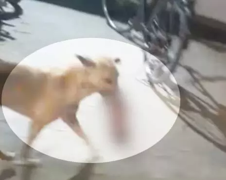 कुत्ते के मुंह में था नवजात का शव, जयस्तंभ चौक की घटना कुत्ते के मुंह में था नवजात का शव, जयस्तंभ चौक की घटना